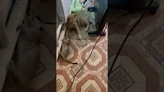 Любит доводить кото-няню своего🤪 #питомцы #животные #сурикат