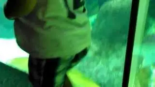 Green Moray Eel swimming @ FL Aquarium