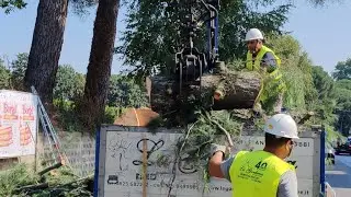 Iniziati gli abbattimenti dei pini della scuola enologica di Avellino