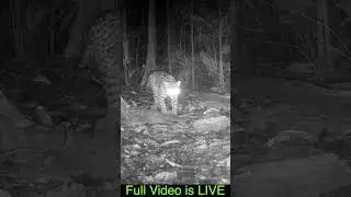 Trail Cam Video Preview! Costa Rica