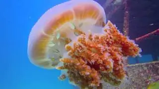109 Дайвинг в Таиланде 1080