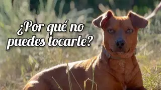 ¿Por qué NO dejo que NADIE TOQUE A MIS PERROS? ¿Cómo debes tocar a un perro en la calle?