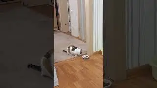 умная 🐱