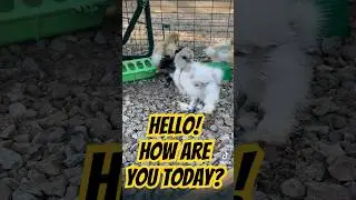 Hello, how are you today? 