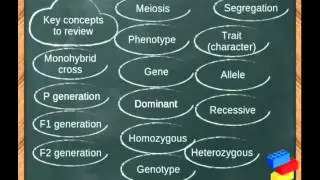What are Punnett Squares / Monohybrid Cross