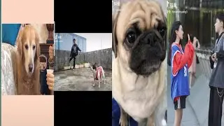 Funny Dog /Cute girl/Boy Tiktok Douyin Compilation 2020