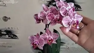 Орхидея Кадиз. Kadiz Второе домашнее цветение 🥰