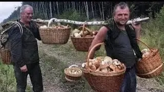 Hřibové šílenství nekončí! Plné koše hřibů za pár minut. Obří hřiby ze smrčin. Velké houby v lese.