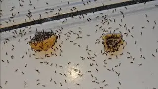Ants Eating Consuming Dino Buddies Chicken Nuggets Vs. Impossible "Chicken" Nuggets