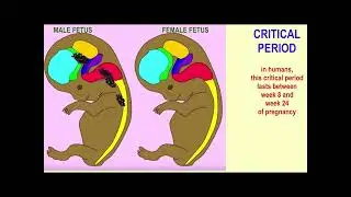 CRITICAL PERIODS IN THE BRAIN'S DEVELOPMENT: fetal testosterone & "mini-puberty"