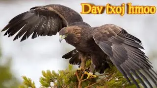 dav dub ya mus nrhiav txoj hmoo (koj twb yog tus muaj hmoo tshaj plaws lawm).