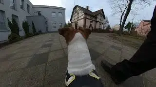 Spacer okiem psa. Jack Russell Terrier Insta360 one X2 stabilizacja stabilization
