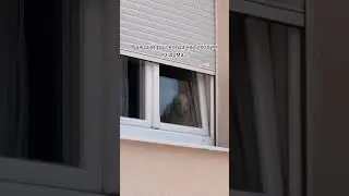 🔉 смотреть строго со звуком) А как ваши вас отпускают из дома одних погулять?#bordercollie #iseeyou