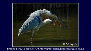 MyPreciousBirds cBrancoStoysin