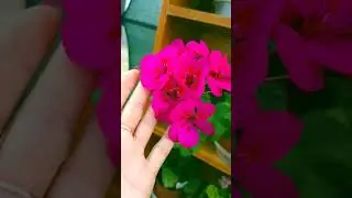 Сорт пеларгонии Moxie violet 