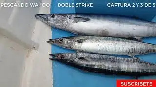 PESCANDO WAHOO   DOBLE STRIKE   CAPTURA 2 Y 3 DE 5