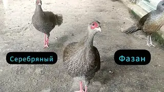Серебряные лофуры или серебряные фазаны(самки)