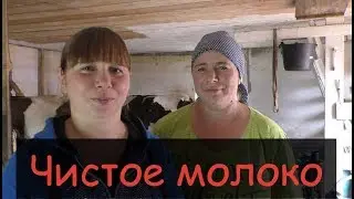 ЧИСТОЕ МОЛОКО//Дойка коров доильным аппаратом//