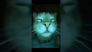просто фон #мем #мемы #прикол #приколы #пон #фон #фоны