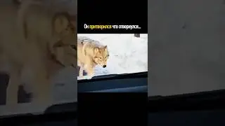 Он притворился что отвернулся 🥷🏼💯