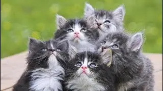 Кошки и дети#приколы