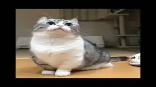 яблоки