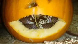 Lil Nipper in pumpkin