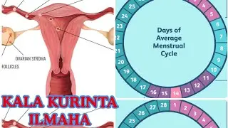 SIDE  LOO KALA  DHEEREEYA ILMAHA   BILA KANIINI IYO BILA  CIRBAAD 100% DABIICI