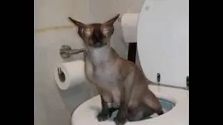 gata horrorosa cagando na privada