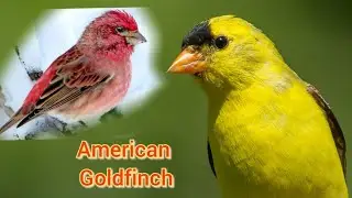 American Goldfinches...
