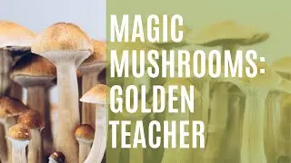 Magic Mushrooms: Golden Teacher | Just Mushrooms