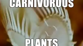 Carnivorous Plants | Not the Average Biology Flick