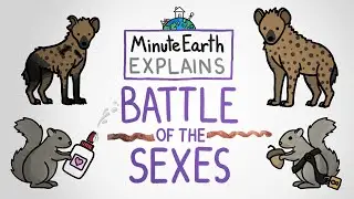 MinuteEarth Explains: Battle of the Sexes
