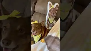 I'm Just a (Dog-Obsessed) Girl | MyPetsies©