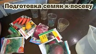 Подготовка семян моркови и свеклы к посеву