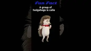 Fun Facts : Hedgehog🤣