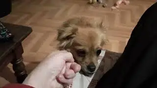 Bibi 🥰- direct na aankomst in Nederland