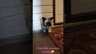 Кошкин проход взят! Теперь дома не удержать. Китайская Хохлатая Таля