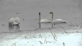 Trumpeter and Mute Swans