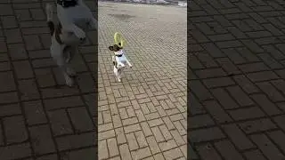 Весельчак 🤪