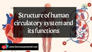 Structure of human circulatory system and its functions