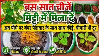 Now, along with bumper yield, pests and diseases will also be kept away from the plant. Just mix ...