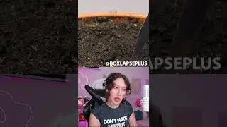 EJDER MEYVESİNİN KAKTÜSE DÖNÜŞÜMÜ!