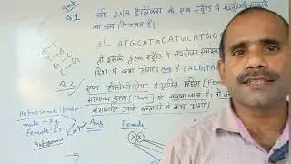 DNA हेलिक्स के एक स्टैंड में नाइट्रोजनी क्षारको का क्रम बताइए |