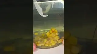Ice cream for Fishes #carp #carpfishing #fish #hobby #fishing #boilies