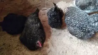 Молодки кур Доминантов. Как подсадить молодых кур.