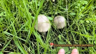 Okul Bahçesinde Bulduğumuz Mantar Tüketilebilir mi ? 🍄Volvopluteus gloiocephalus