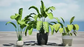 Indoor Potted Banana Plants 3d animation with unreal