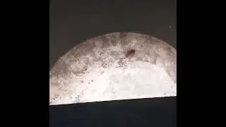 Нутрия в Челябинске плавает и никого не боится!!!