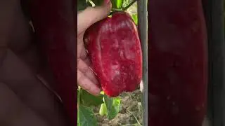 Перец Урожай
